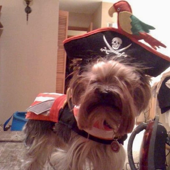 Extra Small Dog Pirate Costume - Picture 3 of 5